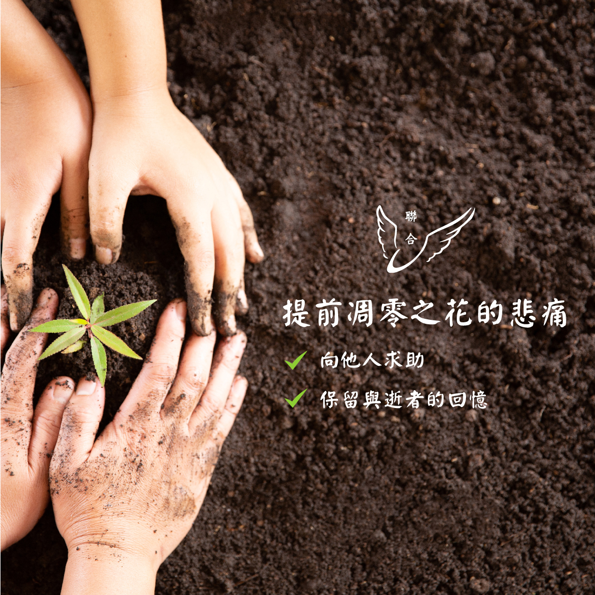 提前凋零之花的悲痛